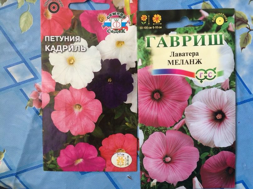 Если сейчас посадить семена цветов, вырастут ли они до лета