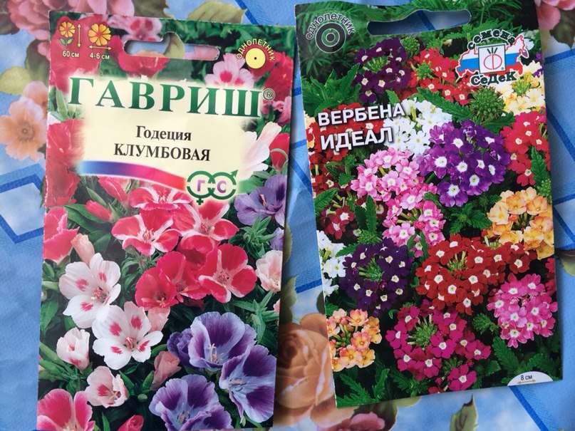 Если сейчас посадить семена цветов, вырастут ли они до лета