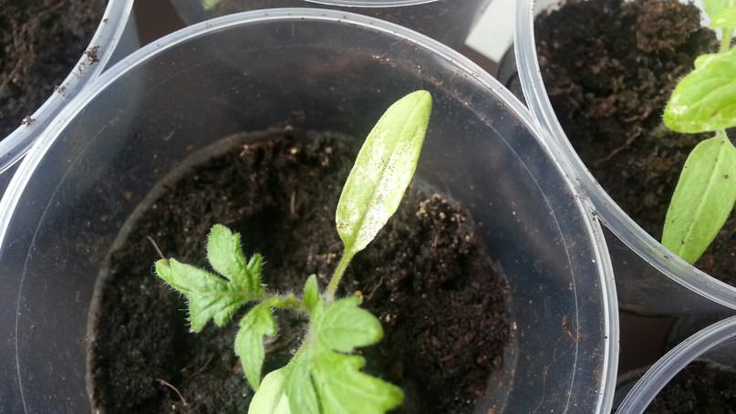 Как бороться с насекомыми, поселившимися на рассаде