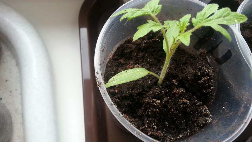 Как бороться с насекомыми, поселившимися на рассаде