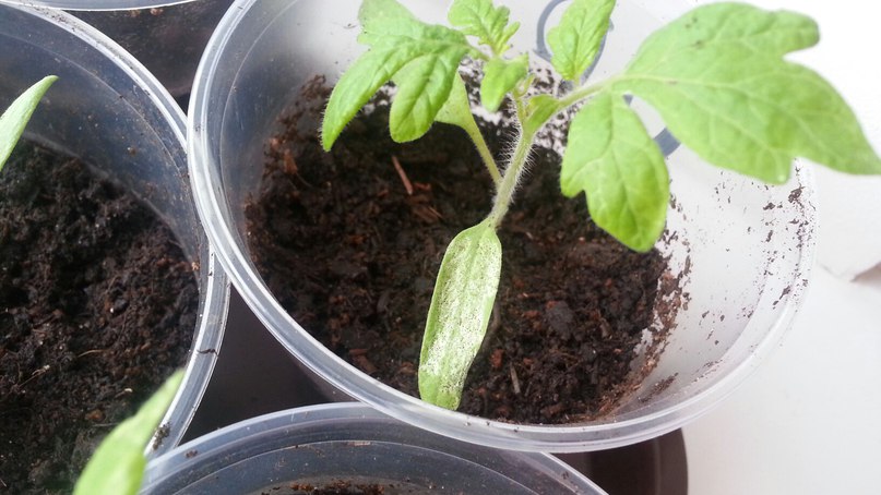 Как бороться с насекомыми, поселившимися на рассаде