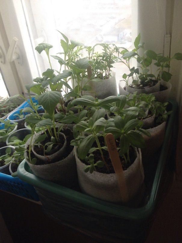 Нужно ли пикировать цинию, бархатцы и георгины