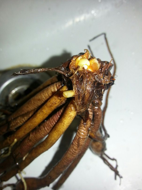 Что делать, если лилии подгнили