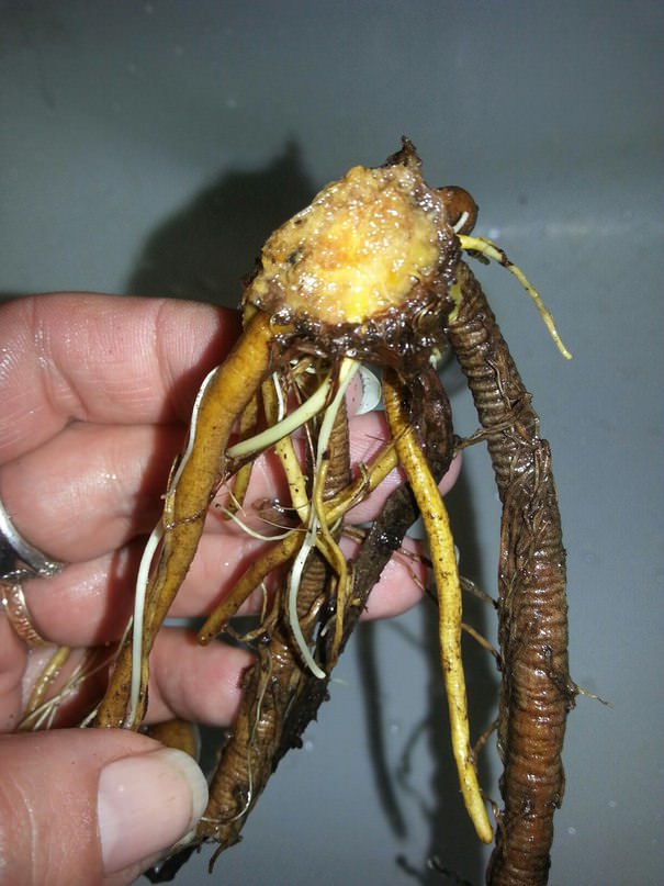 Что делать, если лилии подгнили