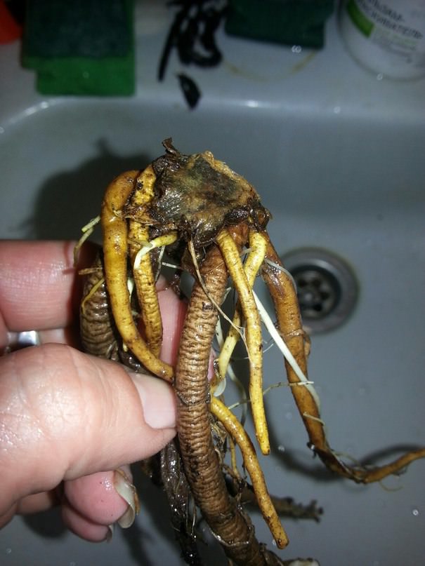 Что делать, если лилии подгнили