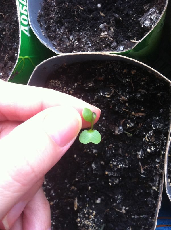 Что делать, если на рассаде появились черные точки