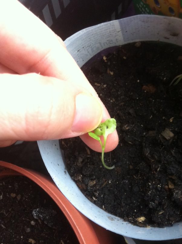 Что делать, если на рассаде появились черные точки