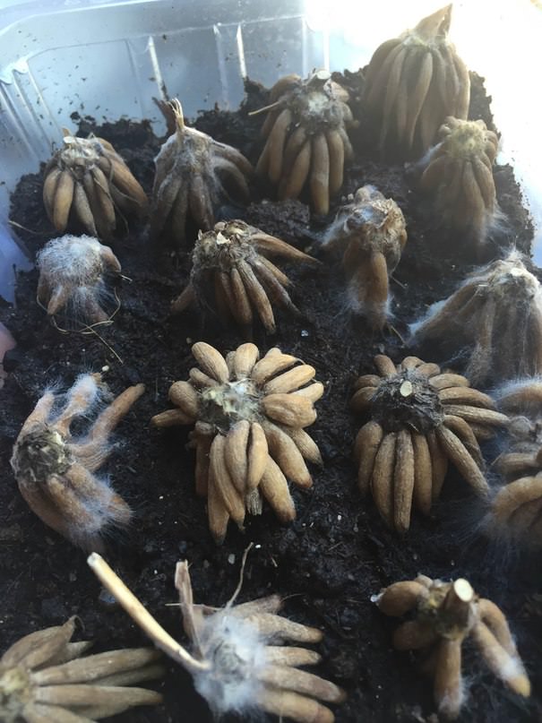 Что делать с клубнями ранункулюса после обработки от плесени