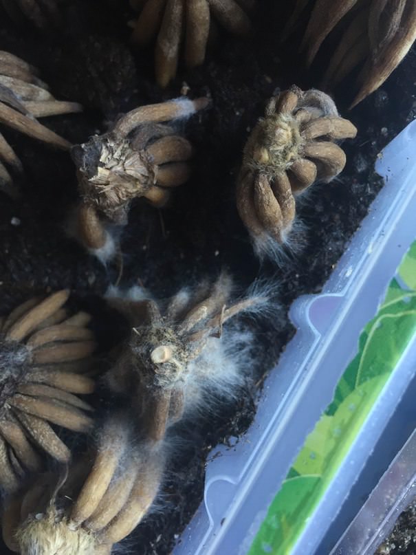 Что делать с клубнями ранункулюса после обработки от плесени