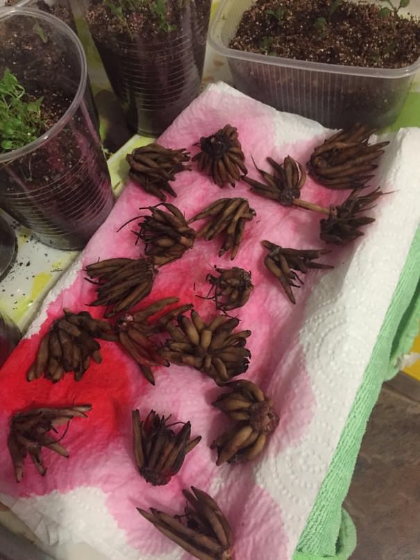 Что делать с клубнями ранункулюса после обработки от плесени