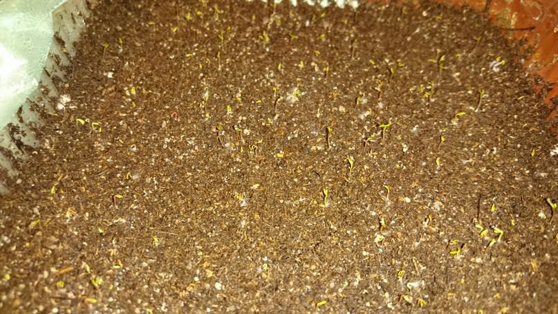 Выращивание портулака после всхода