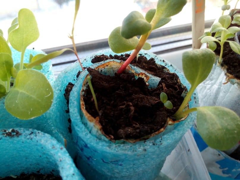 Почему ревень в улитке остановился в росте