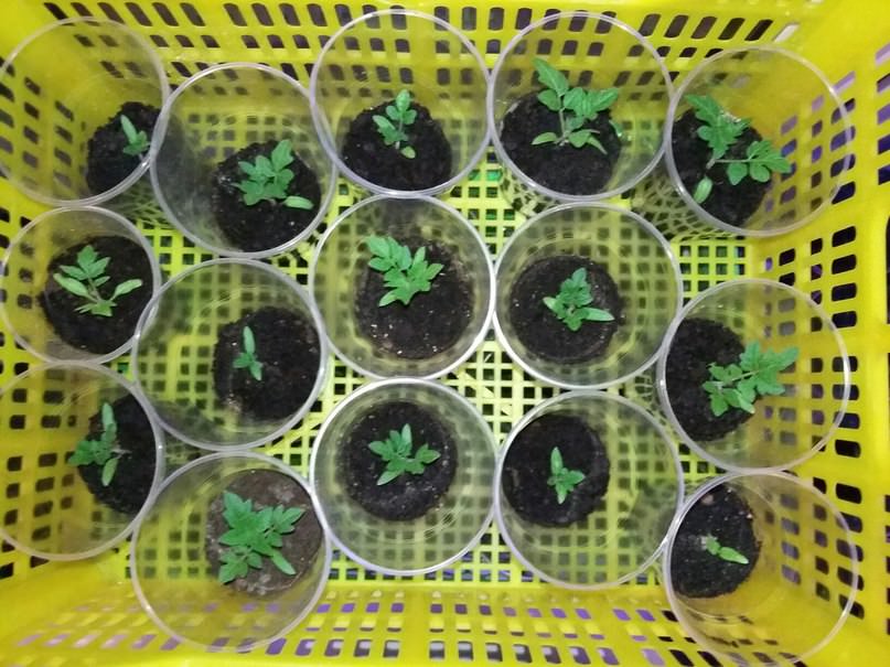 Почему остановился рост рассады после пикирования