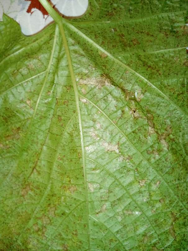 Чем вылечить виноград