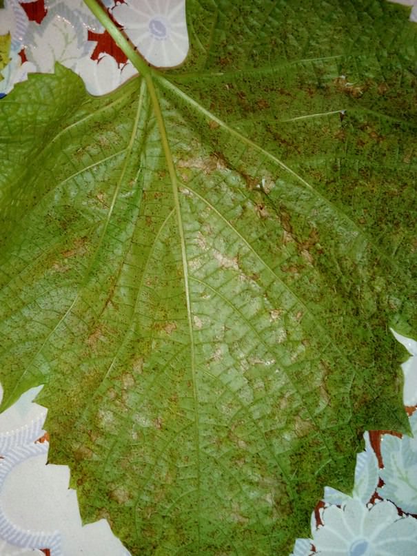 Чем вылечить виноград