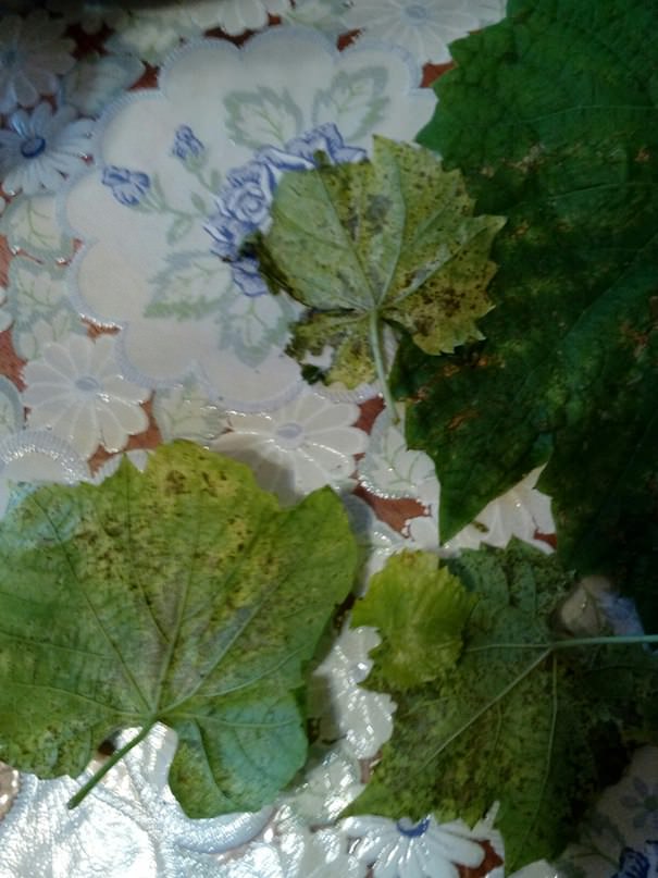 Чем вылечить виноград