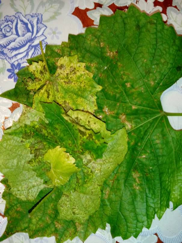 Чем вылечить виноград