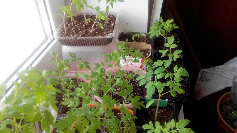 Пора ли пикировать рассаду помидор