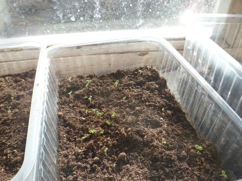 Тонкости выращивания курительного табака