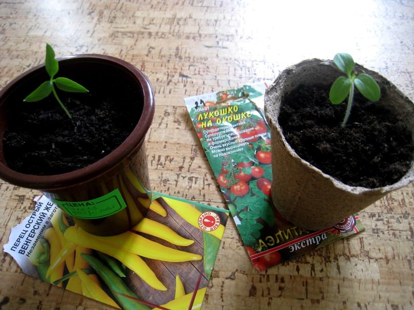 Рассада имеет по 3 семядольных листа