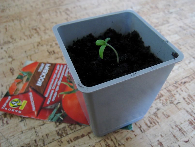 Рассада имеет по 3 семядольных листа