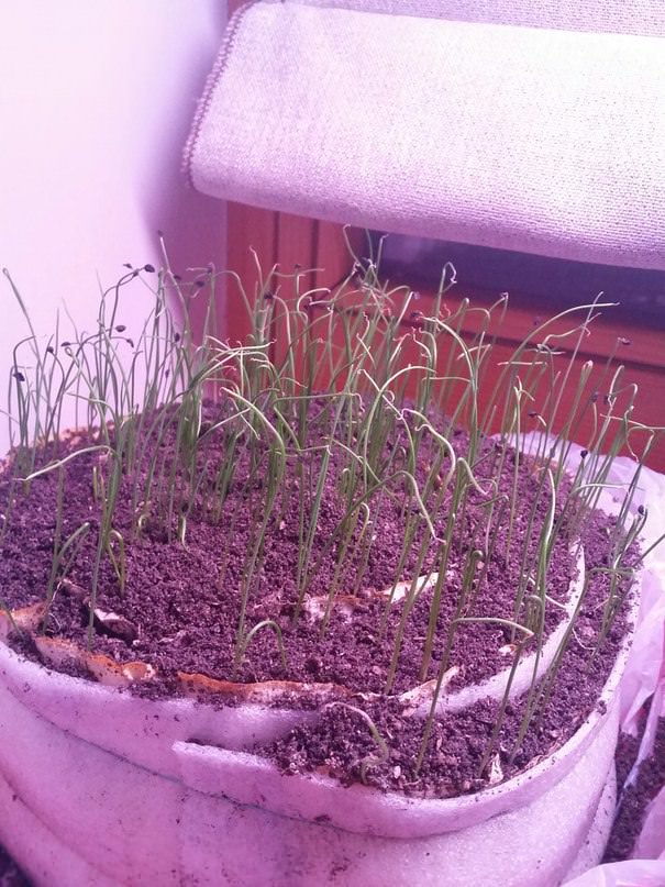 Когда нужно стричь лук