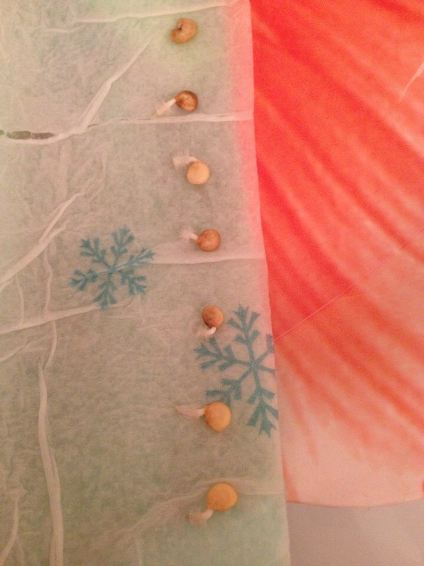 Что делать, если семена перца покрылись плесенью