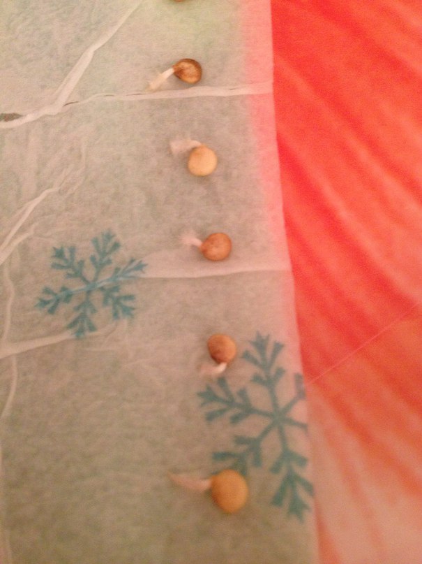 Что делать, если семена перца покрылись плесенью