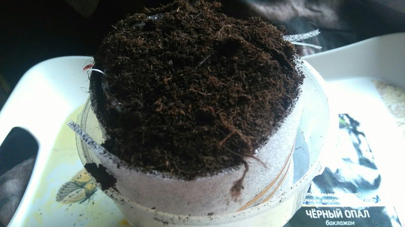 Пора ли снимать пакет с улитки и ставить на свет