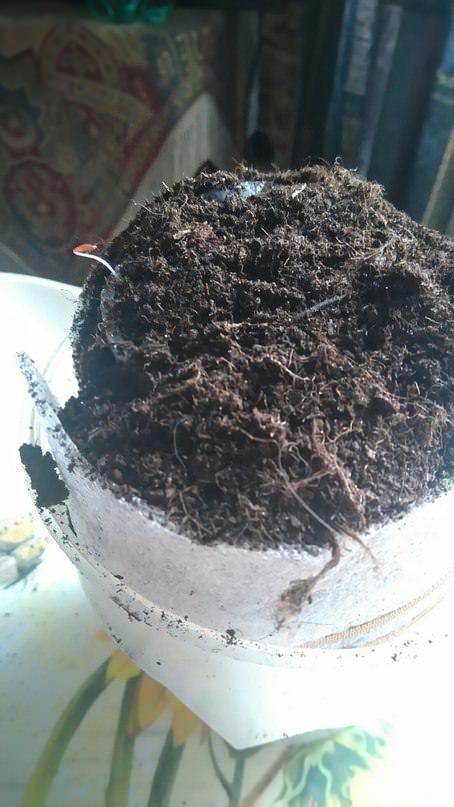 Пора ли снимать пакет с улитки и ставить на свет