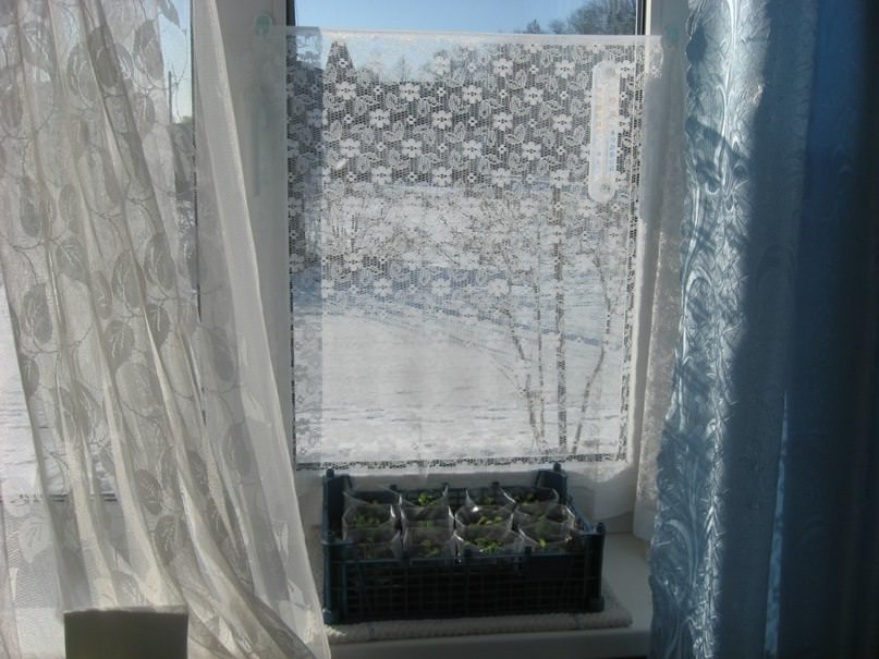 Способ притенения рассады от солнца