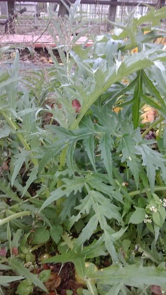 Нужно ли артишок укрыть на зиму