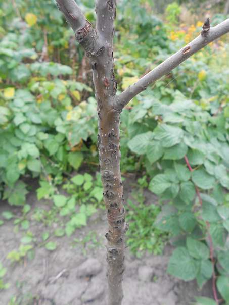 Что с корой молодых яблонь и как с этим бороться