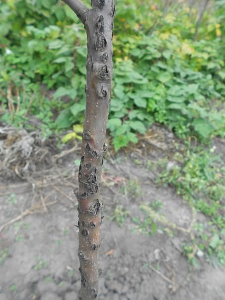 Что с корой молодых яблонь и как с этим бороться