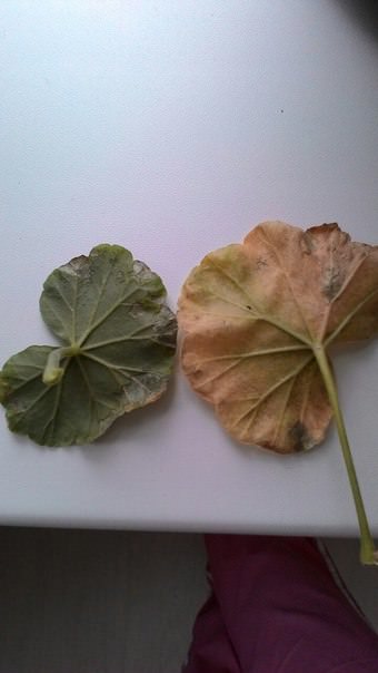 Почему у пеларгонии сохнут листья