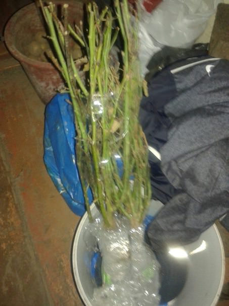 Что делать с саженцами роз и клубники