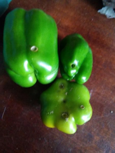 Что за вредитель ест перец и как с ним бороться