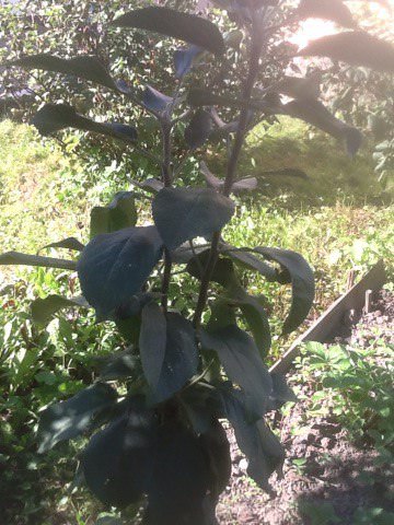 Следует ли обрезать прирост у макушки колоновидной яблони