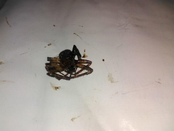 Что это за паук и не опасен ли он