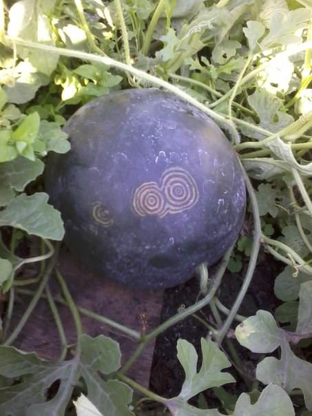 Что за круги на арбузах