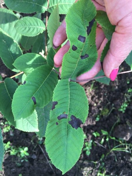 Почему у маньчжурского ореха чернеют листья