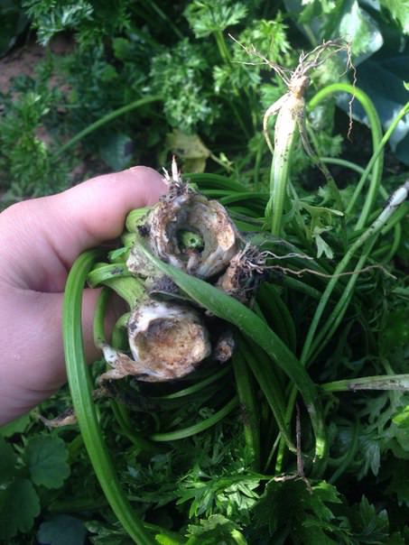 Что за вредитель ест сельдерей