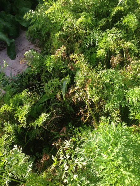 Что за вредитель ест сельдерей