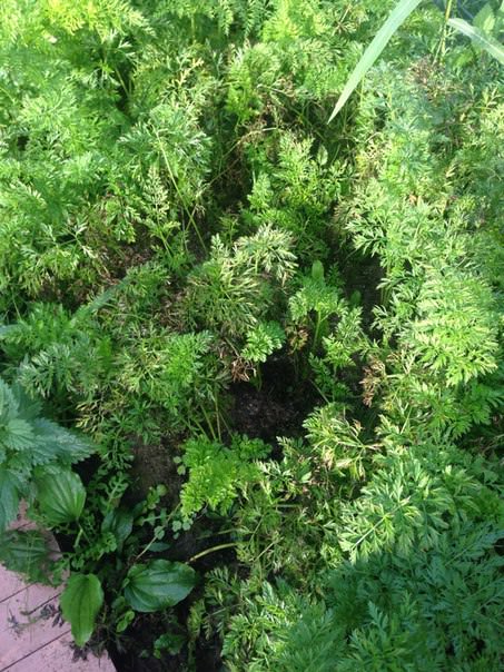 Что за вредитель ест сельдерей