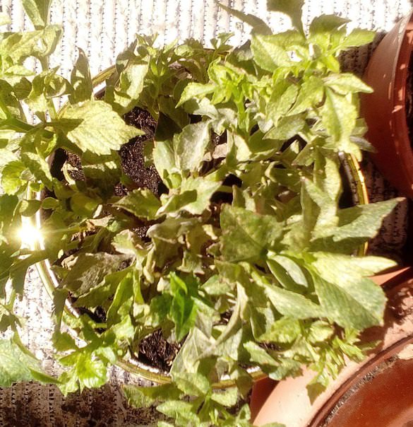 Что делать, если после пересадки на листьях георгина появились пятна