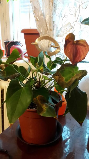 Почему у антуриума сохнут листья и нет цветов