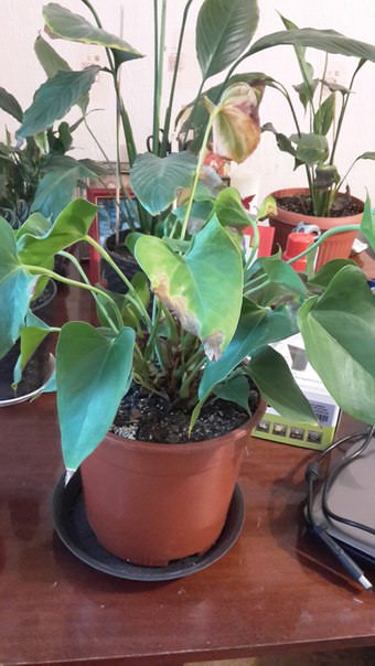 Почему у антуриума сохнут листья и нет цветов