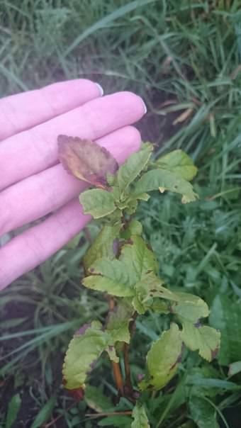 Чем болеет растение и как его лечить