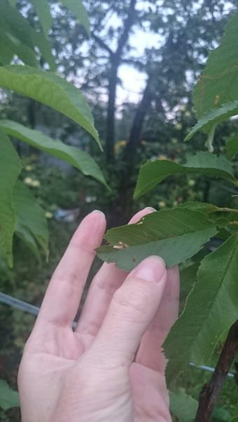 Чем болеет растение и как его лечить