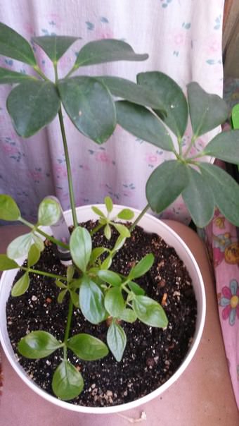 Почему у шефлеры растут нетипичные листья